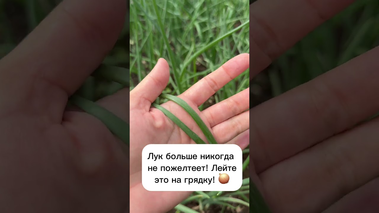 Лук больше не пожелтеет! Лейте это на грядку! #лайфхаки #рецепты #огород #садоводство
