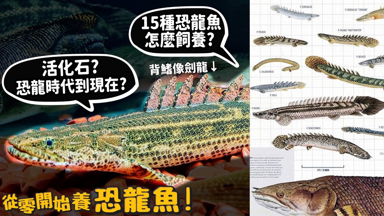【從零開始養】恐龍魚!活化石?恐龍時代到現在?居然有皮卡丘恐龍魚?15種介紹!怎麼飼養布缸?【許伯簡芝】