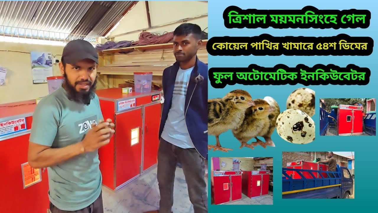 ত্রিশাল ময়মনসিংহে দিলাম কোয়েল পাখি  ৫৪শ ডিম ফুল অটোমেটিক ইনকিউবেটর rabiul incubator #incubator