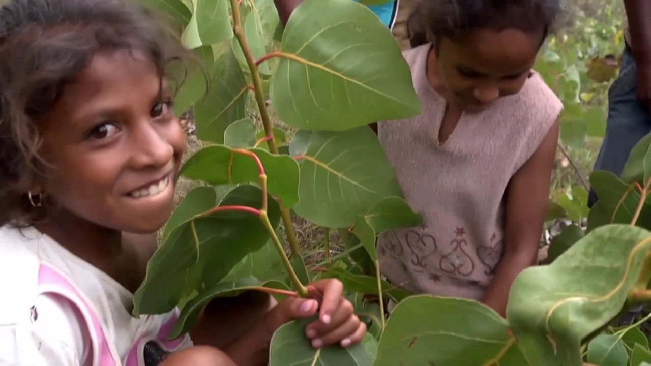 Community Engagement for Farmer Managed Natural Regeneration (FMNR)