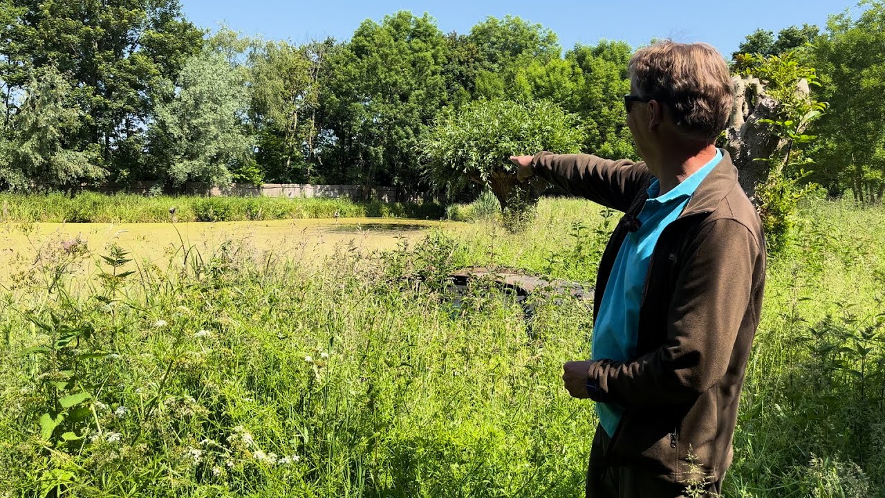Oer-Hollandse eendenjacht her te beleven in de Vlaardingse natuur: ‘De hond lokt ze naar het einde’
