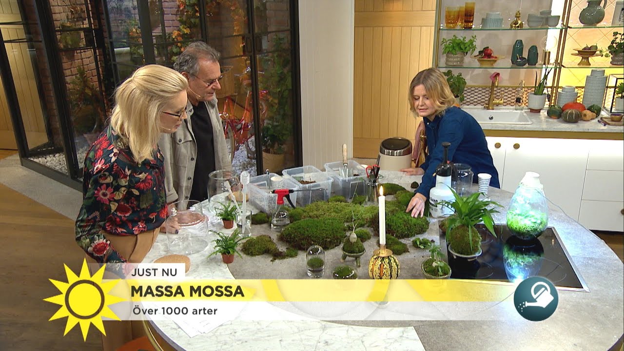 Så bygger du ett eget mossterrarium: ”Mossor är lite i mitt DNA” - Nyhetsmorgon (TV4)