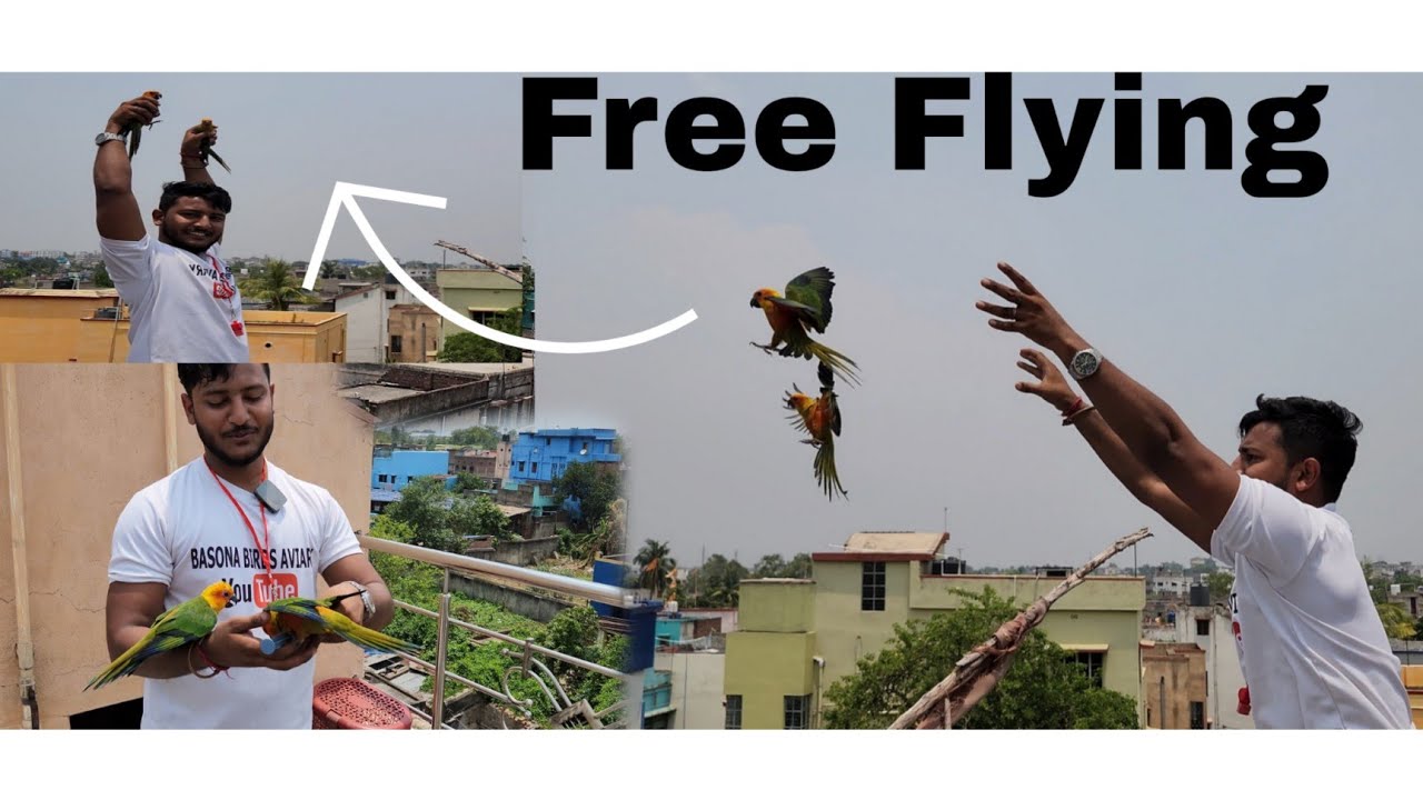 Birds/parrot free fly in outdoor. How to train your Bird to free Fly at open.#freeflying