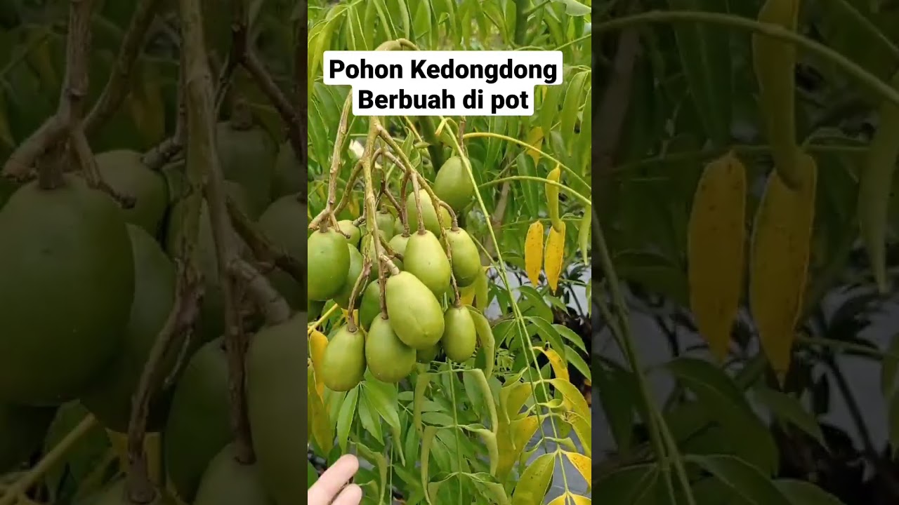 Pohon Kedongdong berbuah di pot #tambulampot #berbuahlebat #kedondong