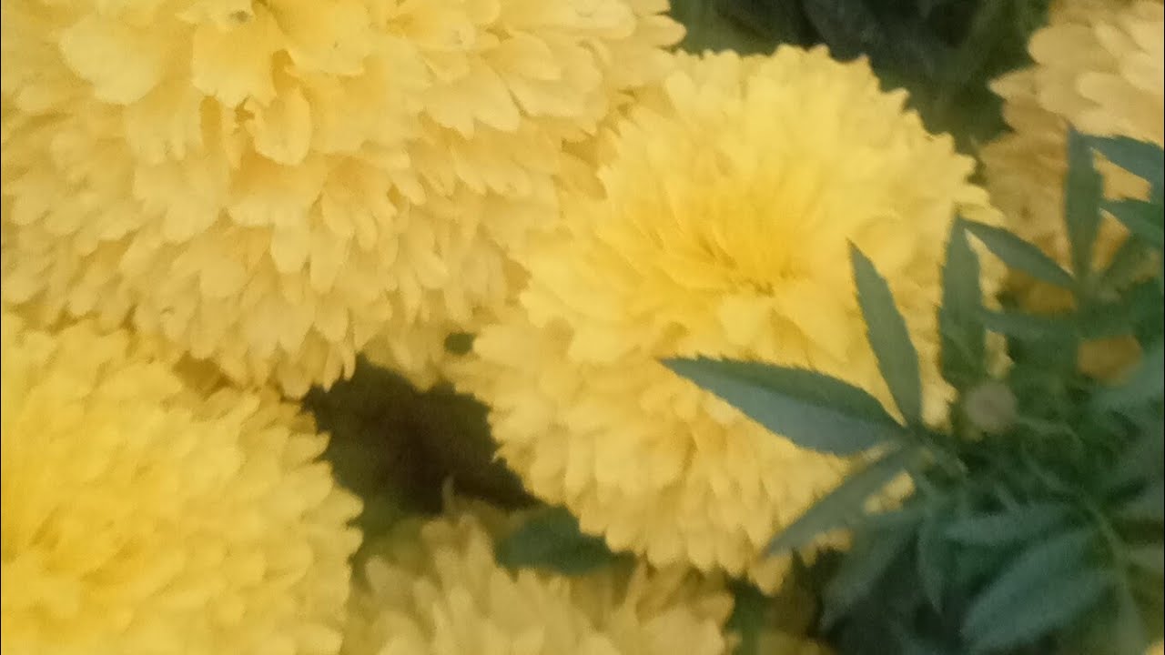 Sporshita's Kitchen and Blogging   is live! রাতের লাইভে সবাইকে স্বাগতম ❤❤