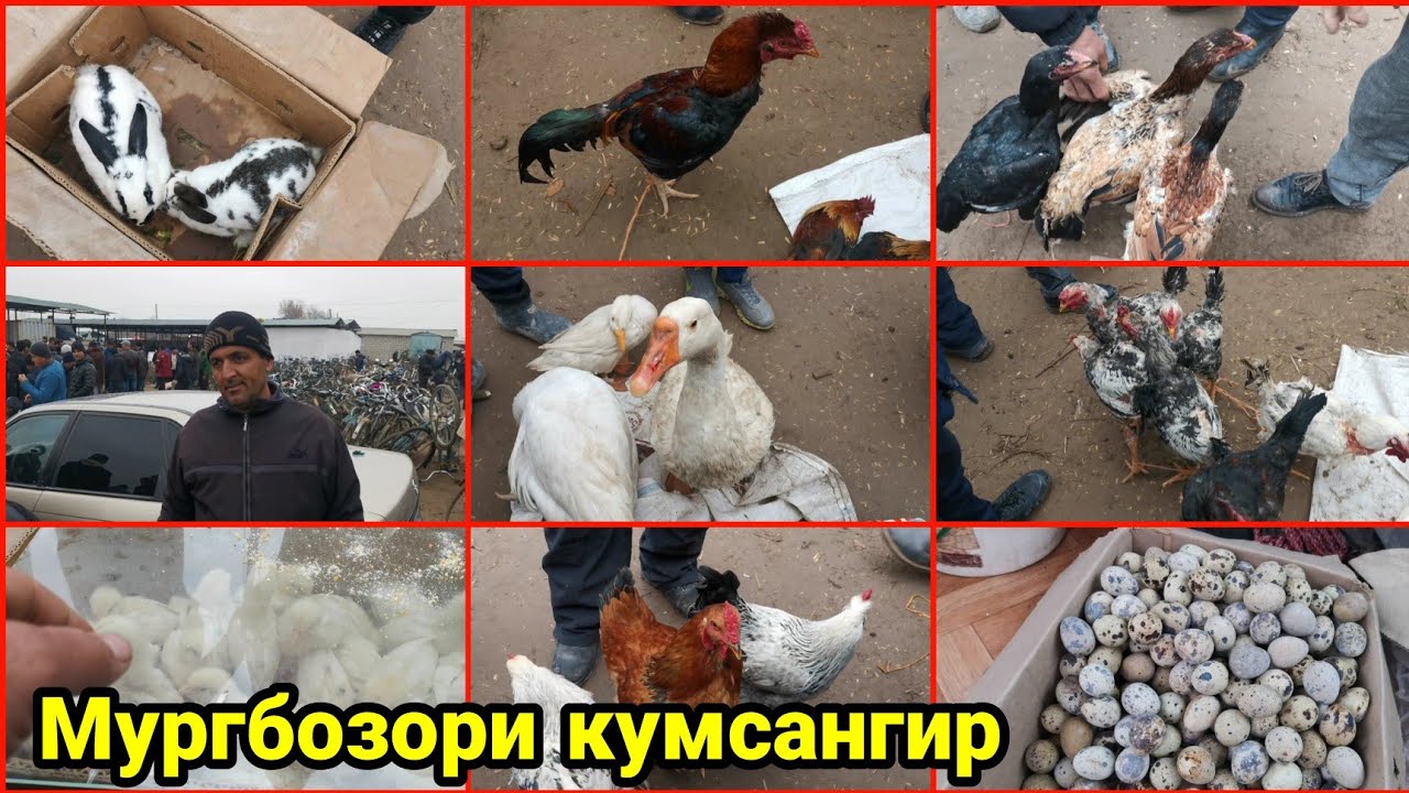 Мургбозори кумсангир Нархои дакан мургови хуруз заргуш Мург хиндук сасарка тухми будана / 22 02 2021
