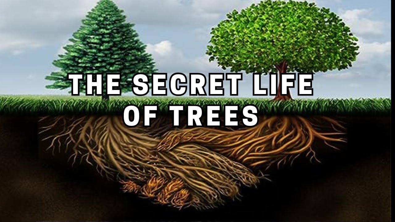 The Secret Life of Trees How They Communicate Underground