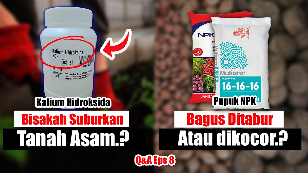 PUPUK NPK BAGUS DITABUR ATAU KOCOR? & BISAKAH KOH MENAIKKAN PH TANAH? | Q&A EPS 8