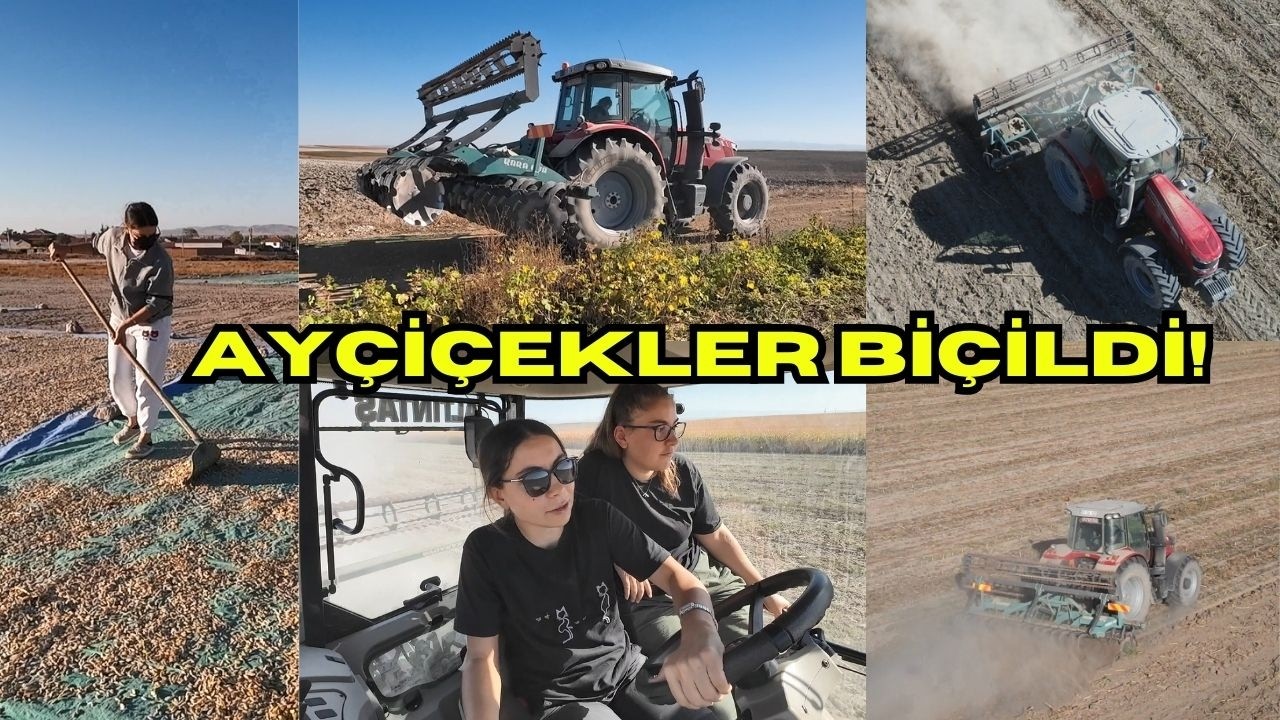 TOHUMLUK AYÇİÇEKLERİMİZ BİÇİLDİ. YERİNE NEDEN ÇİZEL DEĞİLDE IZGARA ÇEKTİK? KABAK SEZONU DEVAM!