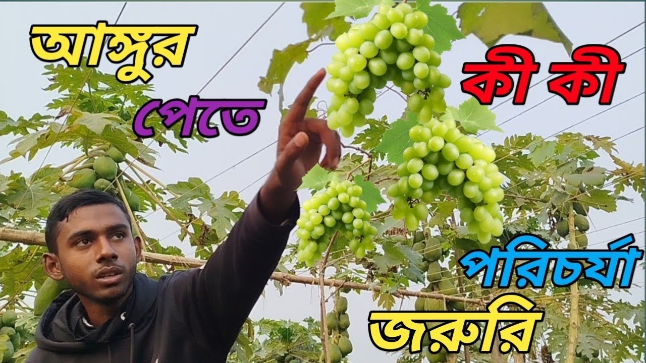 আঙ্গুর গাছের সঠিক পরিচর্যা। Agro Krishi BD 