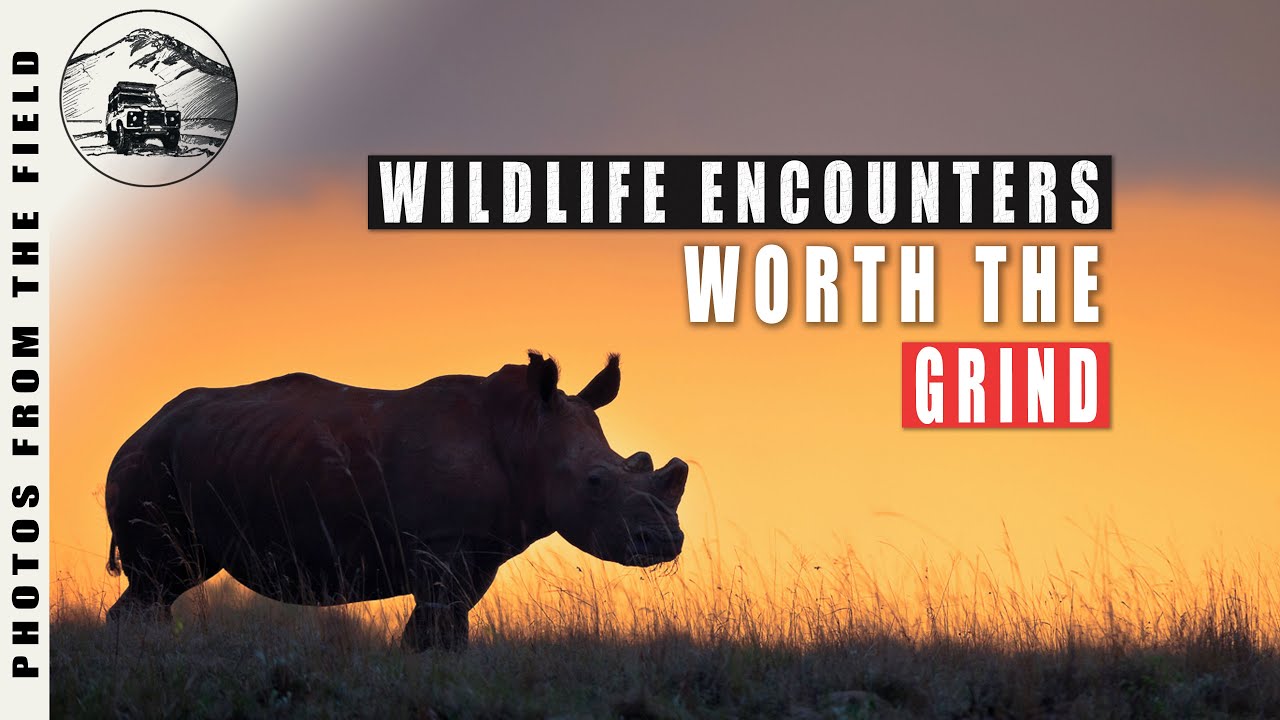 📸 WILDLIFE PHOTOGRAPHY IN THE GRASSLANDS OF AFRICA 🇿🇦