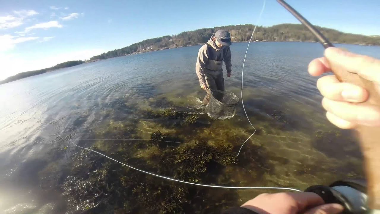 Havsöring Västkusten. Havsöring...