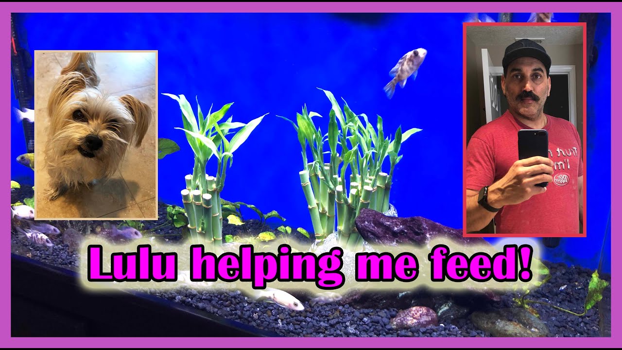 Lulu Helping Feeding Cichlids!