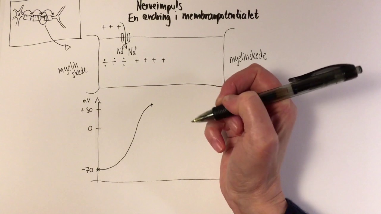 Nerveimpuls en ændring i membranpotentialet