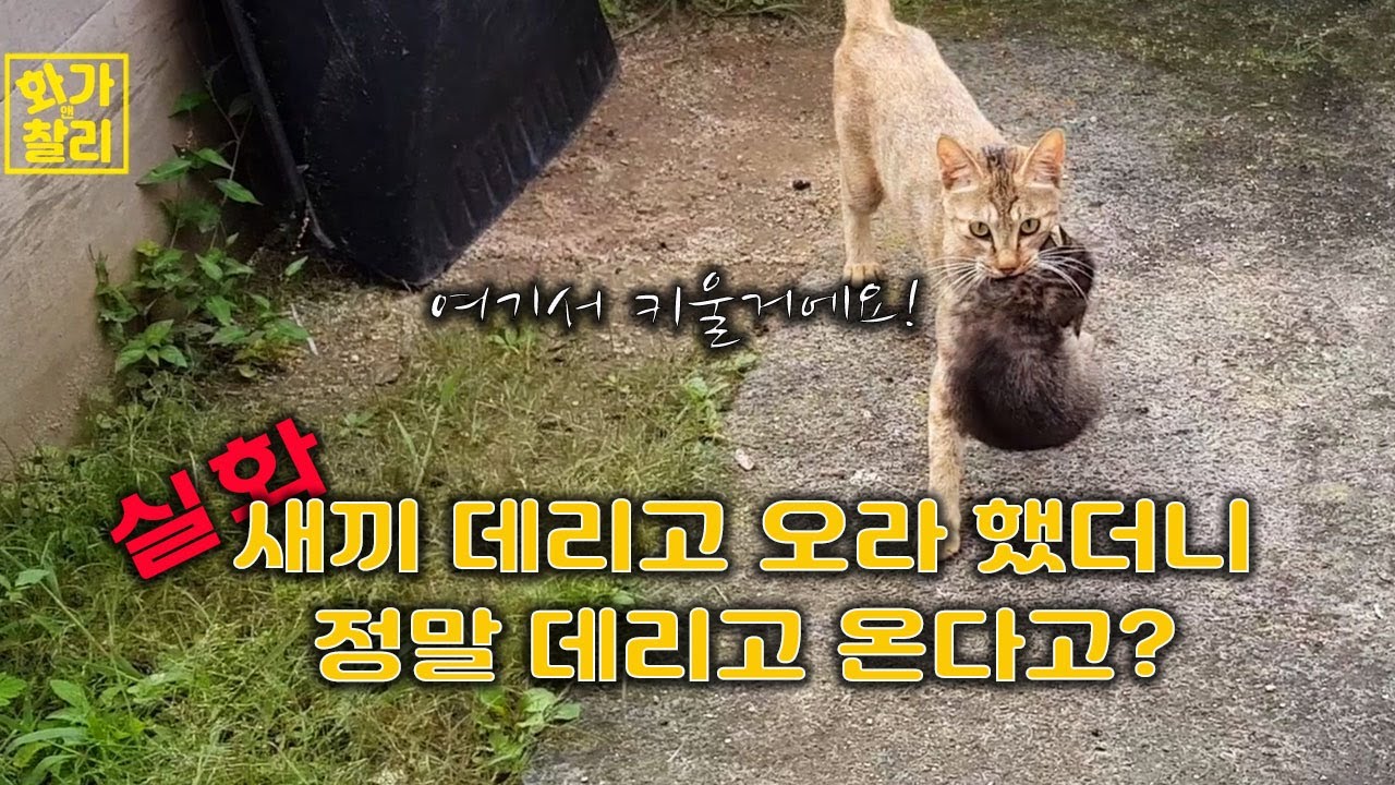 길고양이에게 새끼 데리고 오라 했더니? 정말 데리고 와? /Did you tell the stray cat to bring the kitten? do you really bring