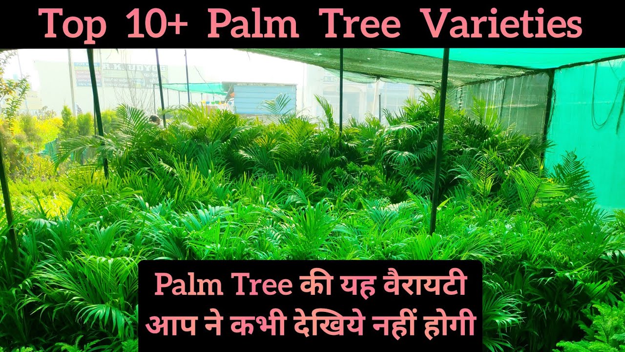 Top Best 10+ Palm Tree Varieties names, Online plant nursery, Palm plant, Indoor plants