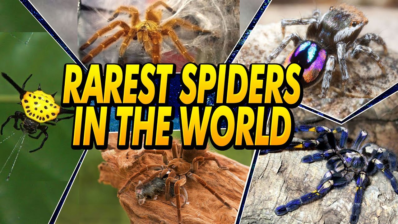 10 RAREST Spiders In The World!