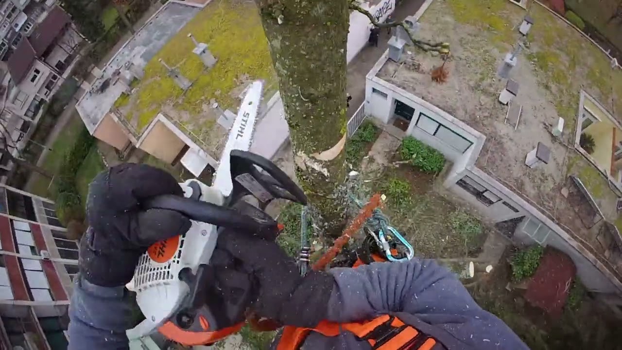 Cutting tree with Stihl Ms 151tc 🌳🪵