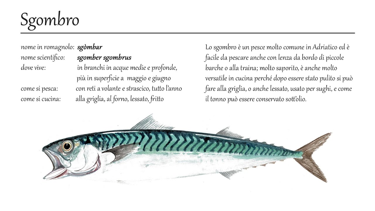 1. Lo sgombro