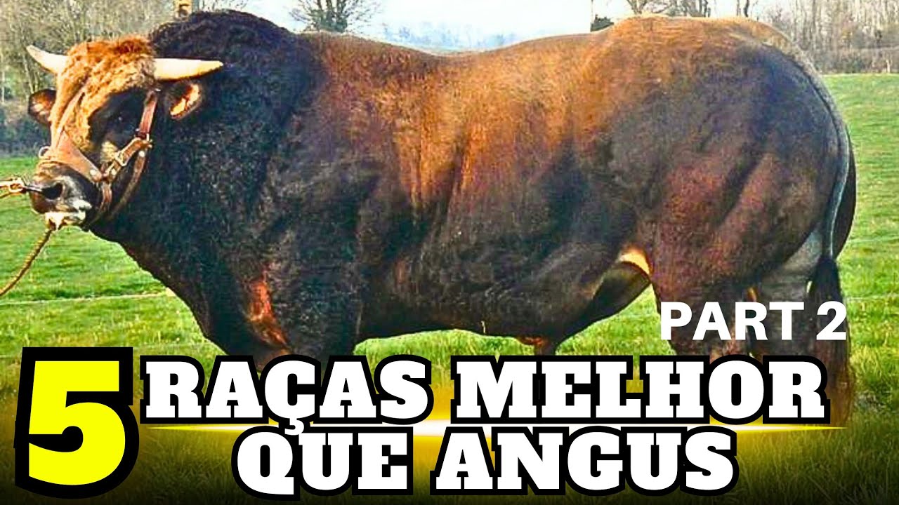 O Angus é Substituível? 5 Raças que Podem Provar que Sim