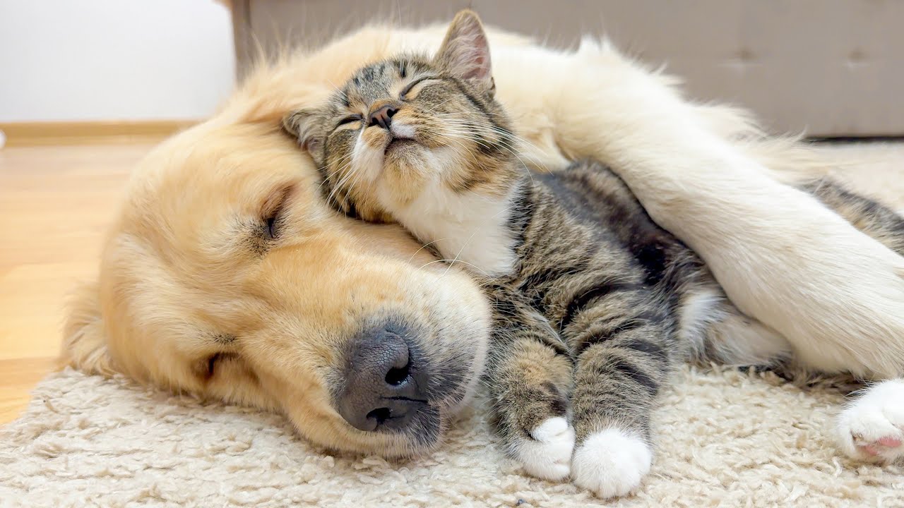 Adorable Kitten Raised by Golden Retriever Thinks It’s a Puppy!!