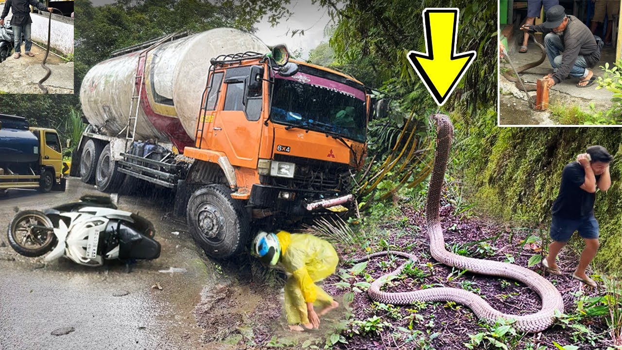 HEBOH !!! PENANGKAPAN ULAR KING KOBRA DI SITINJAU LAUIK, Innalillahi Insiden Tak Terduga Terjadi