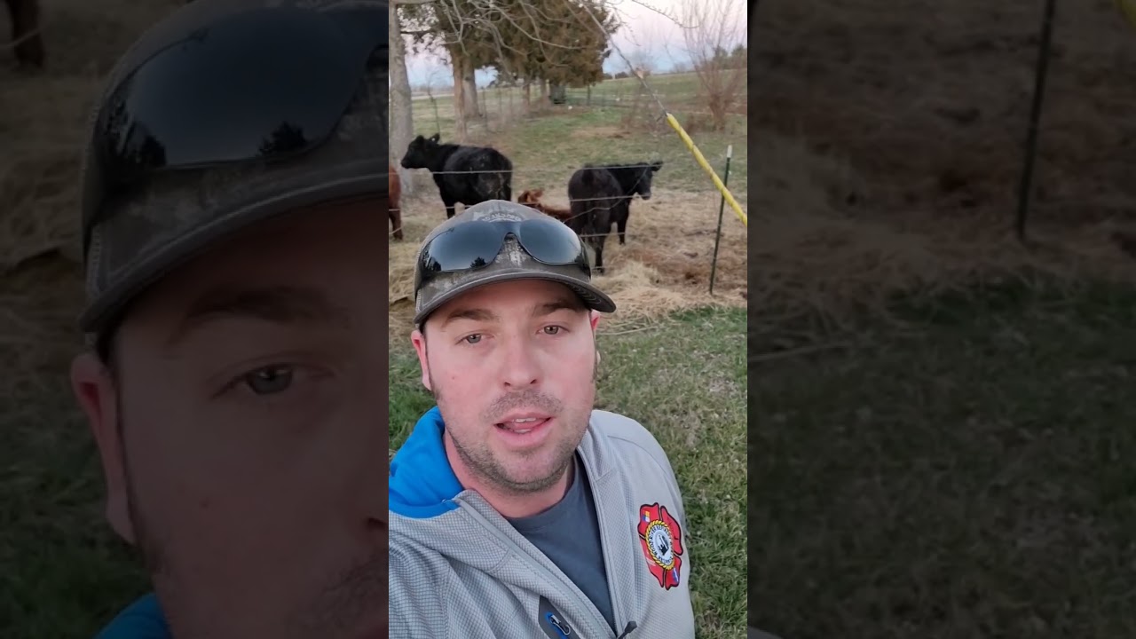 100 SUBSCRIBERS! #heafnerfarms #angus #farmlife #farm #cow #midwest