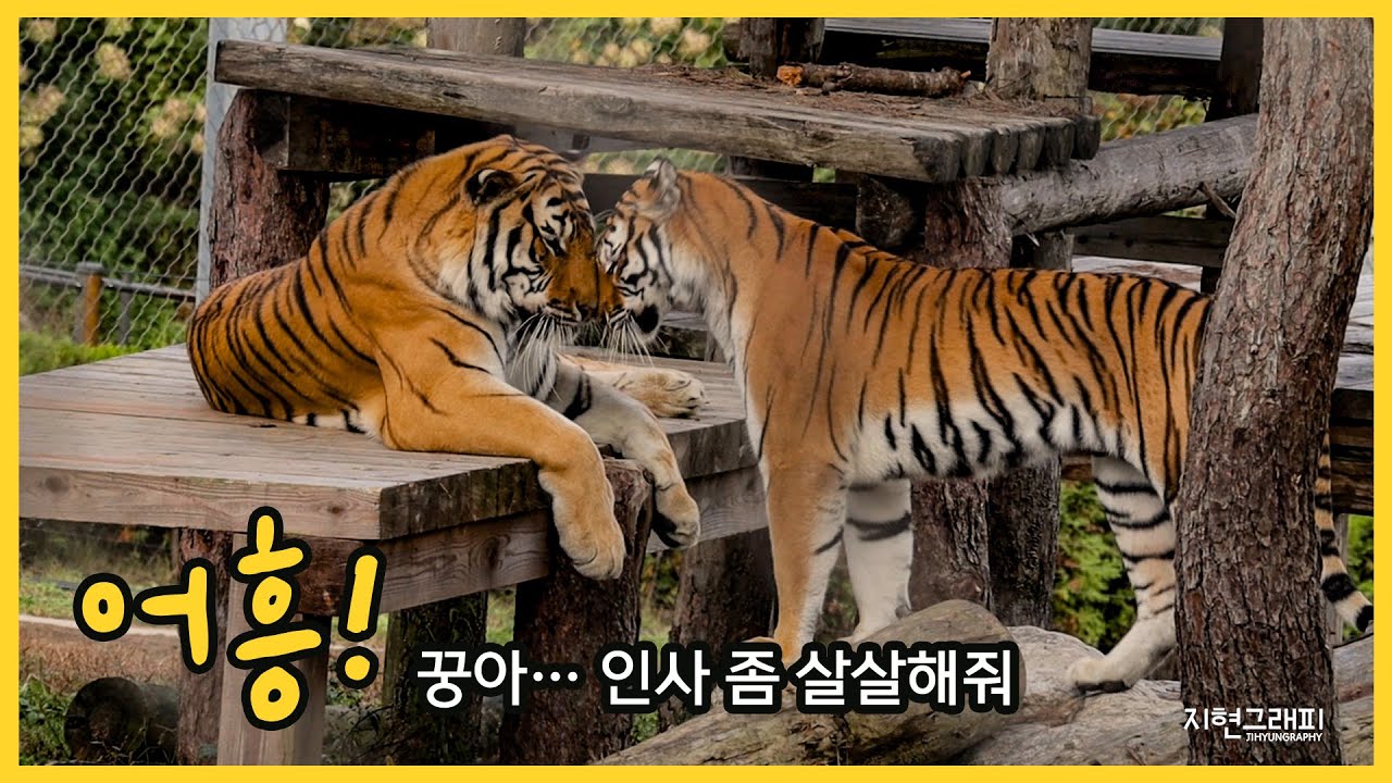 어흥! 꿍이 반가운 인사가 버거운 버미 🐯 힘내, 버미야!🤣｜봉화 백두대간수목원 호랑이숲｜Baekdudaegan National Arboretum Tiger Forest