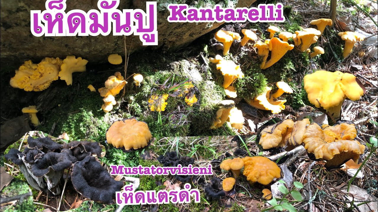 🍄1/8/20🍄 เก็บเห็ดแตรดำกับเห็ดมันปู ออกเป็นป่ากำลังออก 🍄Mushrooms