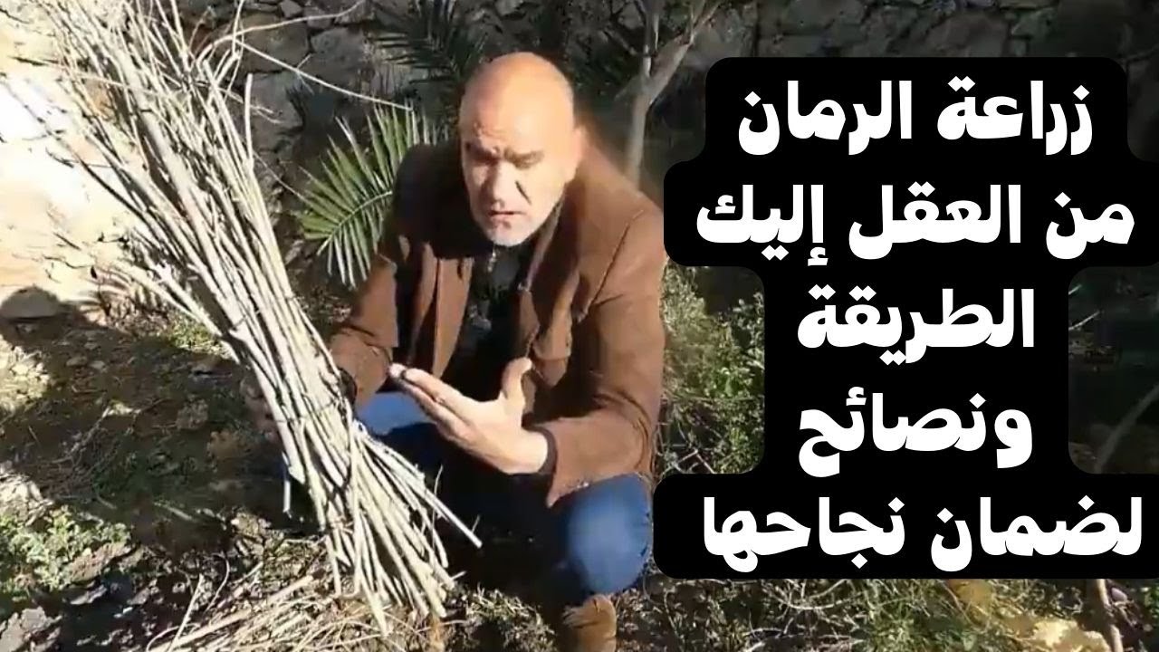 زراعة الرمان من العقل: إليك الطريقة ونصائح لضمان نجاحها .