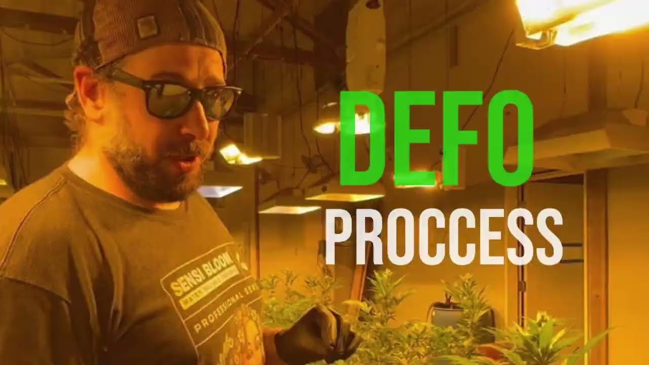 How to defoliate cannabis plants.