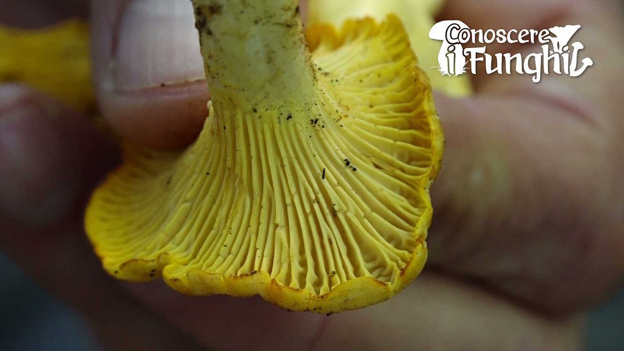 Conoscere i Funghi: Cantharellus pallens [ COMMESTIBILE ]