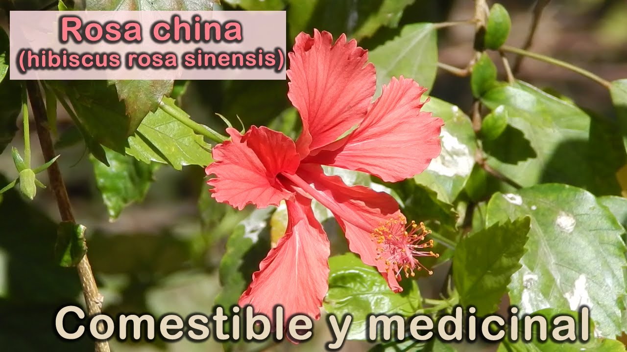 Hibisco, flor comestible y desintoxicante (hibiscus rosa sinensis)