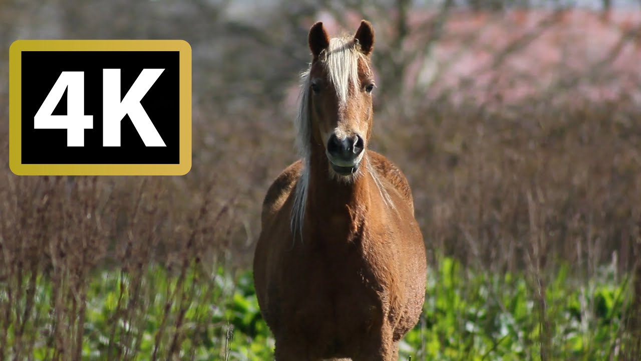 Horse Free Footage ( Part 4) | 4K | Footage - Copyright Free