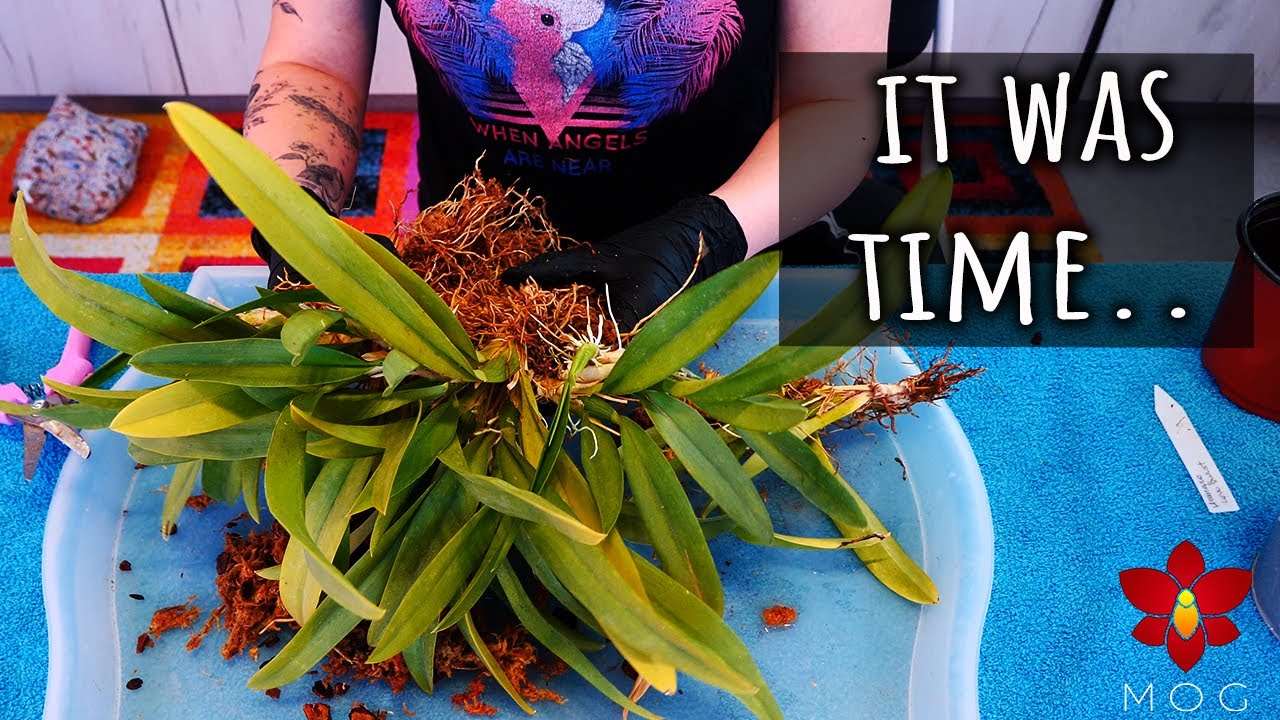 Repotting the final Boss of Orchids! - Specimen Size Orchid