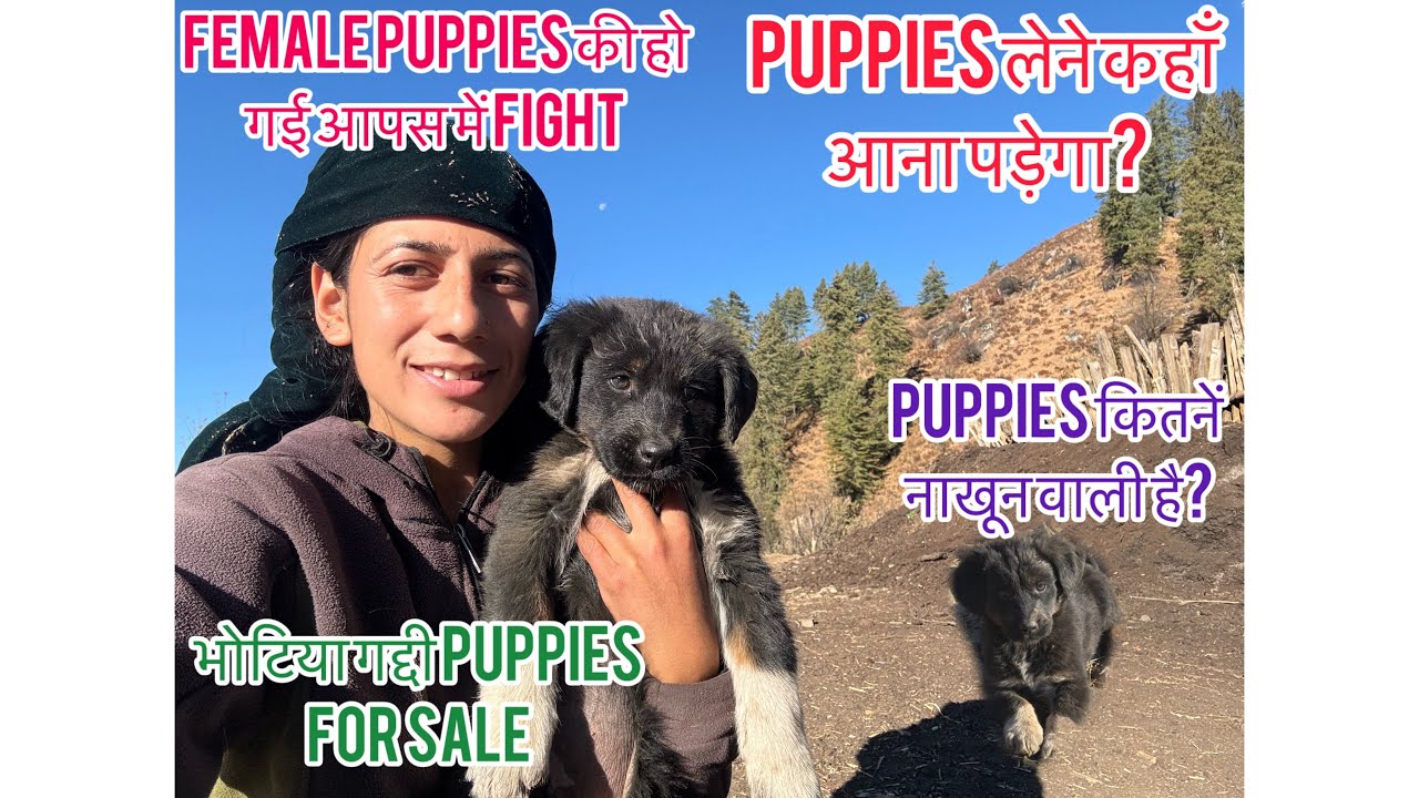 bhotiya female puppies for sale