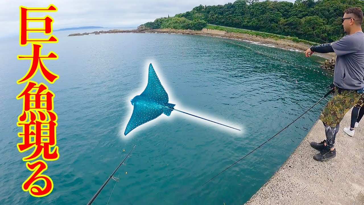 釣り大会二組目、堤防から釣りしてたら謎の巨大魚が現れた！！