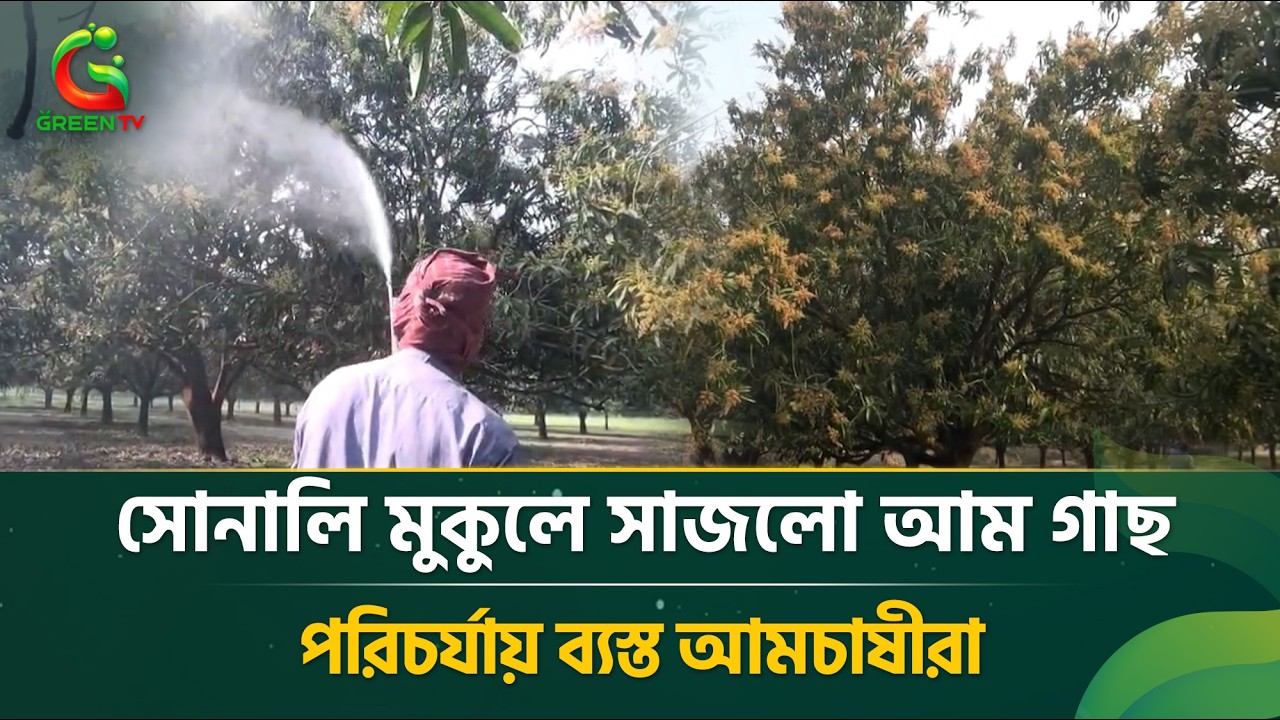 আমের মৌসুমে আশার আলো, অনুকূল আবহাওয়ায় হাসি কৃষকের মুখে