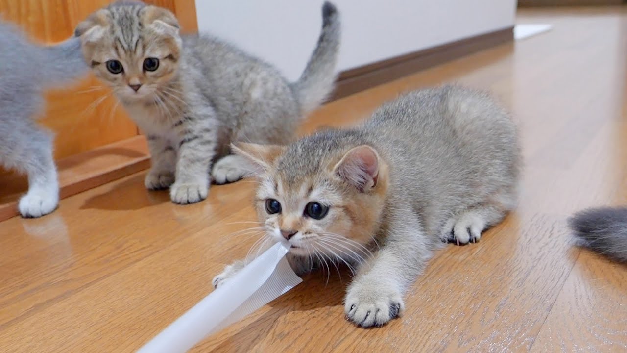 Братья-коты переживают за котёнка, который не перестанет шалить