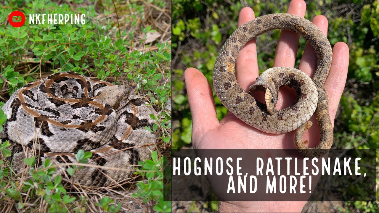 Metro Atlanta and Sandhills Snakes-Hognose, Rattlesnake, and More!
