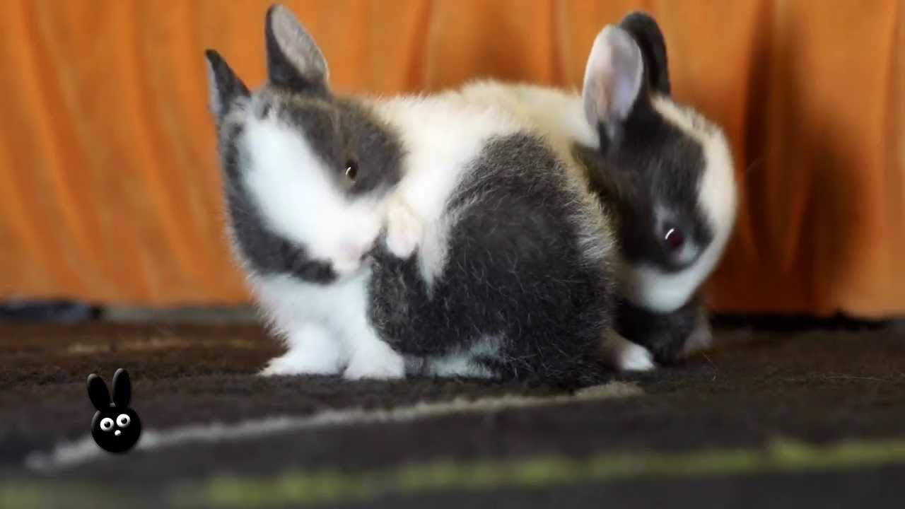 Králičí miminka