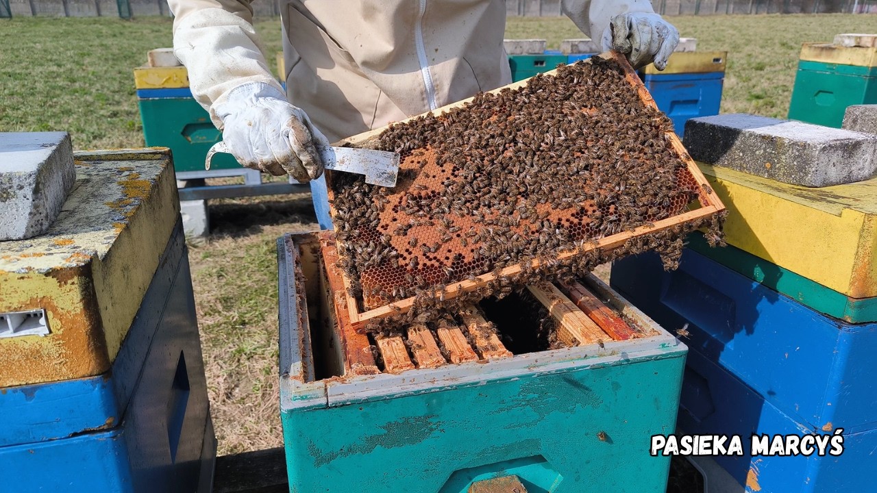Wiosenny przegląd pszcz&oacute;ł podczas kwitnienia wierzby