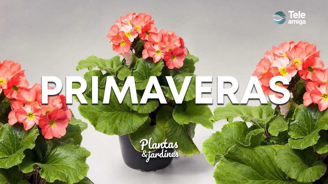 PRIMAVERAS - Plantas y Jardines en Teleamiga