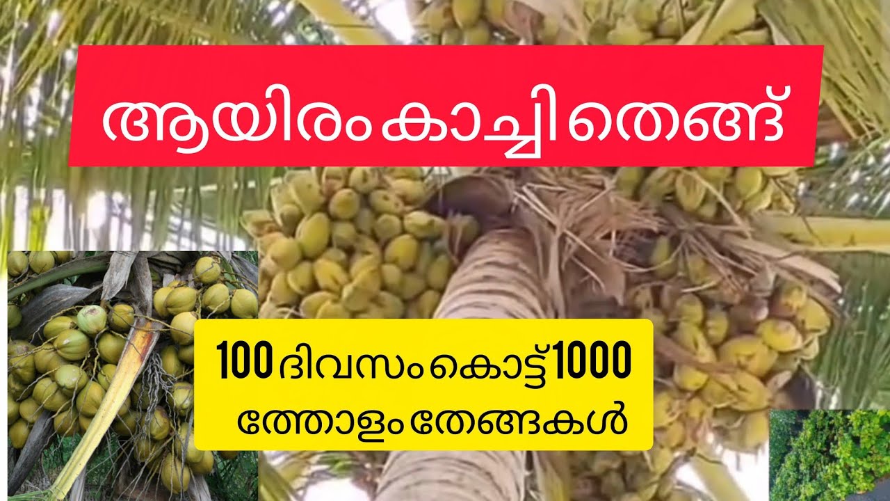 1000 Kachi coconut plant നൂറു ദിവസം കൊണ്ട് ആയിരം തേങ്ങ കിട്ടുന്ന ഒരു ഇനം
