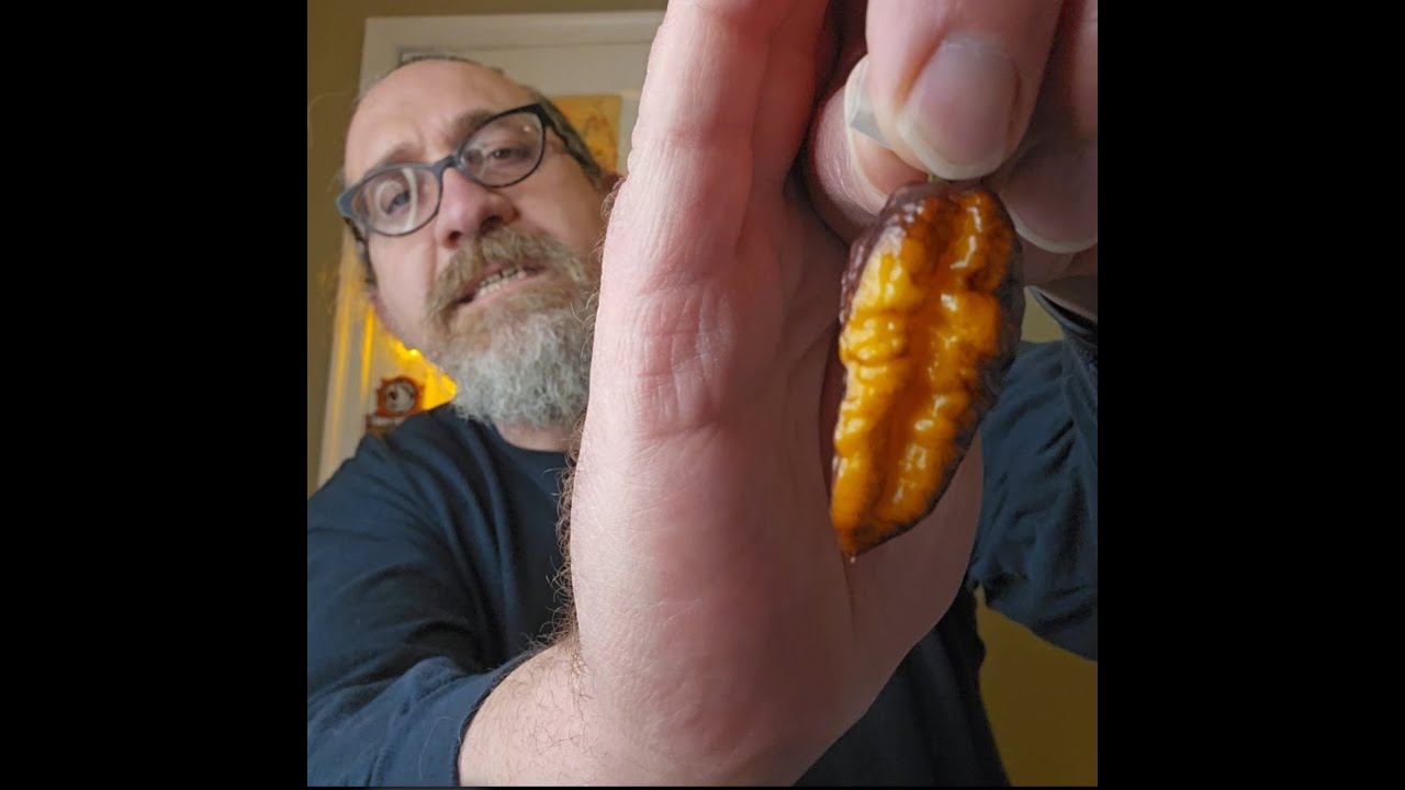 Carnotaurus F1 – The Floral Beast Within the Same Plant | Wild Genotype Pepper Review