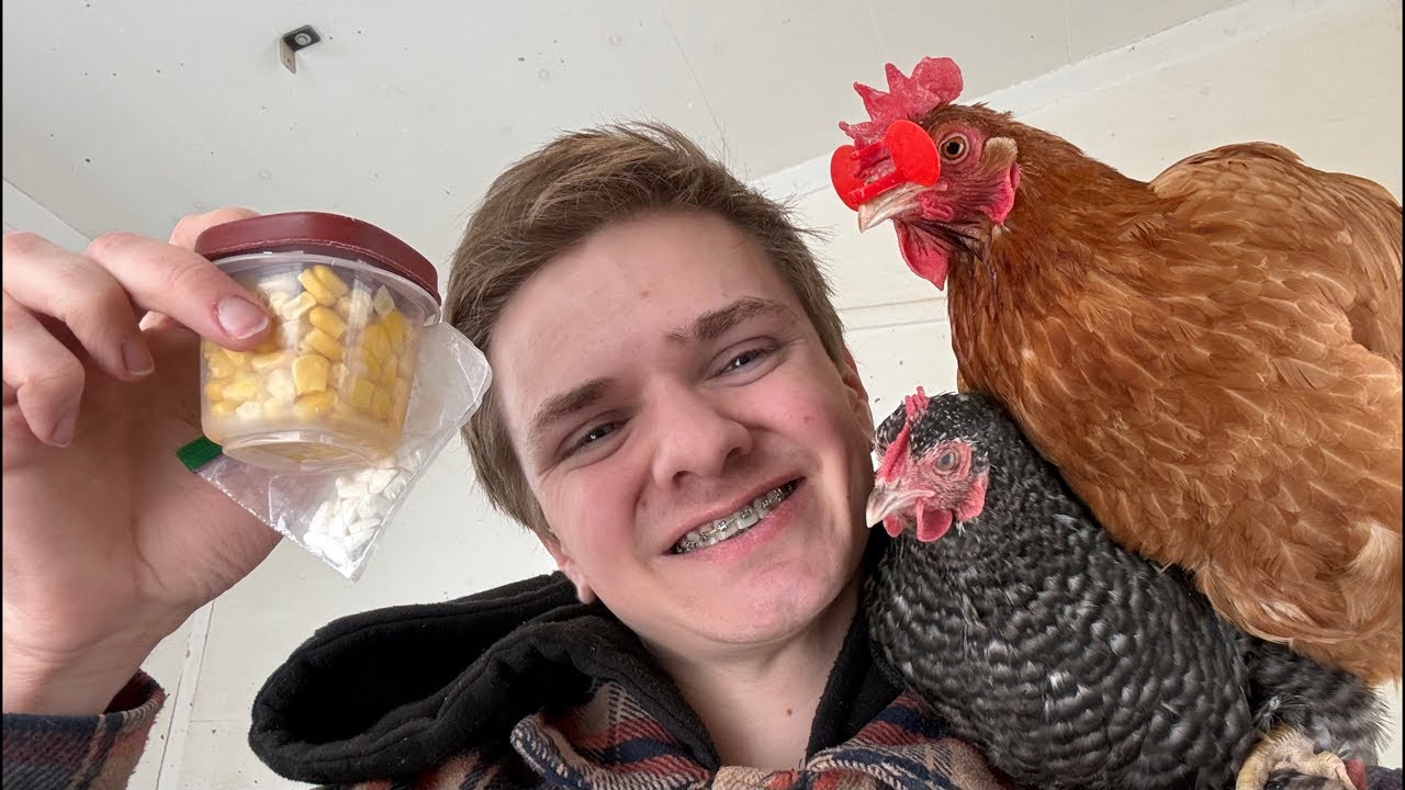 Live! Last day of medicating my hens! Chill farm stream 🐔