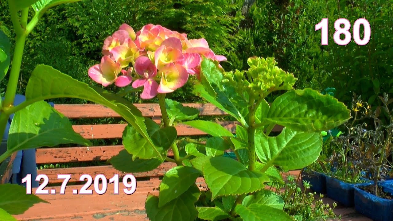 Ab in den Garten Hortensie / Bauernhortensie umtopfen Rundgang im Juli