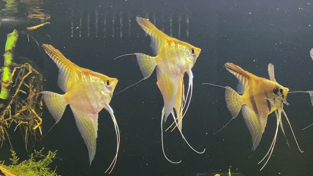Angelfish (Scalaire) tank with Manacapuru and Santa Isabel