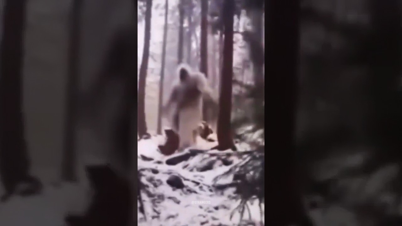 REAL YETI / BIG FOOT CAUGHT ON CAMERA😱😱 #shorts #yeti #bigfoot #scary #alien #strangers