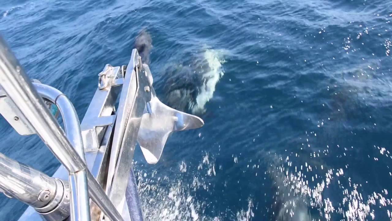 Breehorns rondje  Azoren